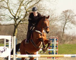 Springpferd Thyfun (Holsteiner, 2012, von Chin Champ)