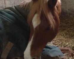 horse Amir (Arabian thoroughbred, 1993, from Messaoud 1979 ox)