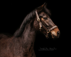 Springpferd Brenjenhofs Mandelblüte (Belgisches Reitpony, 2020, von Top Magic van de Groenheuvel)