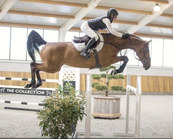 jumper Dulcinea d'Argouges (Selle Français, 2013, from Dollar de la Pierre)