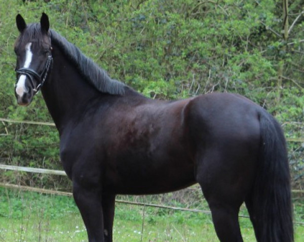 Dressurpferd Romeo 879 (Hannoveraner, 2014, von Royal Classic I)