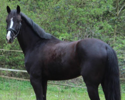 dressage horse Romeo 879 (Hanoverian, 2014, from Royal Classic I)