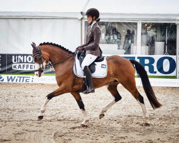 dressage horse Deichkind 18 (German Riding Pony, 2017, from Double Diamond)