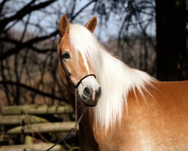 Zuchtstute Stivi (Haflinger, 2017, von Starkwind)