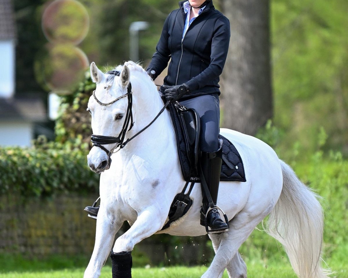 Dressurpferd Not Black (Deutsches Reitpony, 2013, von Nobel Nagano NRW)
