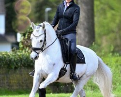 dressage horse Not Black (German Riding Pony, 2013, from Nobel Nagano NRW)