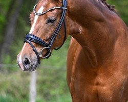 broodmare Vicky (Oldenburg, 2016, from Vivaldi)