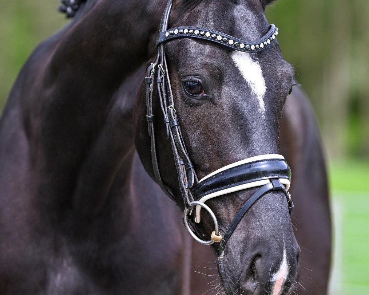 dressage horse Seven Wonders (Oldenburg, 2019, from Secret)