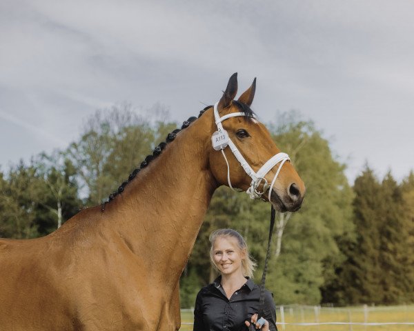 Pferd Santandersson (Österreichisches Warmblut, 2006, von Santander H)