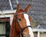 jumper Emotion VDL (KWPN (Royal Dutch Sporthorse), 2009, from Arezzo VDL)