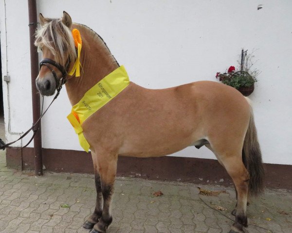 dressage horse Donar (Fjord Horse, 2019, from Darion)