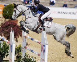 broodmare S.I.E.C. Larissa (Oldenburg show jumper, 2011, from Livello)