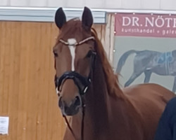 dressage horse Lucy Lou 34 (Hanoverian, 2019, from Londontime)