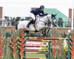 jumper Hh Zorro Z (Zangersheide riding horse, 2013, from Zirocco Blue)