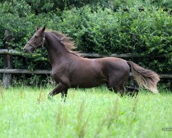 broodmare Filippa-Rebecca (Westphalian, 2015, from Franziskus FRH)