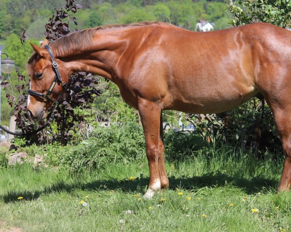 Pferd GQH Lastawesomerebel (Quarter Horse, 2018)