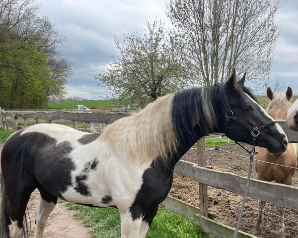 Pferd Bearlys Iceman Emotion (Paint Horse, 2020)