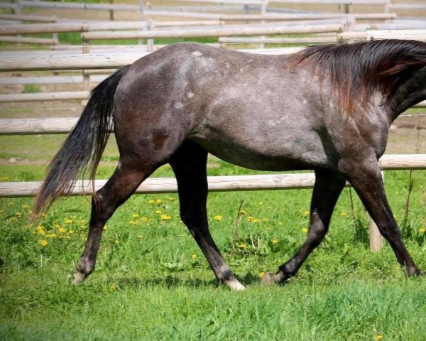 Zuchtstute Raisin Rooster (Quarter Horse, 2018)