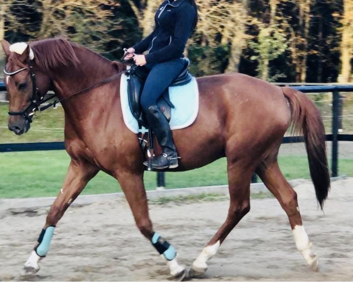 dressage horse Zimtstern 16 (German Sport Horse, 2015, from Zansibar)