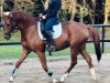 dressage horse Zimtstern 16 (German Sport Horse, 2015, from Zansibar)