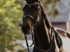 dressage horse Fiete S (Hanoverian, 2011, from Fabregas)