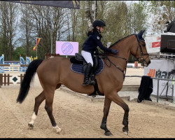 jumper Cadence 11 (Oldenburg show jumper, 2015, from Cristallo I)