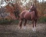 dressage horse Roothy Blue (German Sport Horse, 2012, from Rejoice)