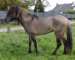 stallion Abenteuer (Duelmener, 2015, from Agamenmnon)