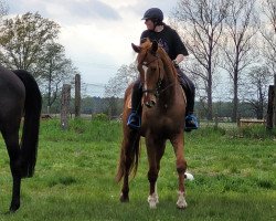 Springpferd Champion's Carino F.P. (Deutsches Sportpferd, 2009, von Champion For Pleasure)