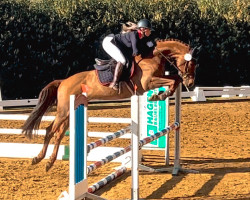 jumper Hanley's Light (KWPN (Royal Dutch Sporthorse), 2018, from Hanley)