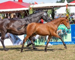 dressage horse Cayuga Gold (German Riding Pony, 2022, from Cayuga San WE)