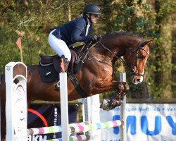 jumper Stalypso´s Newmoon (Oldenburg show jumper, 2018, from Stalypso)