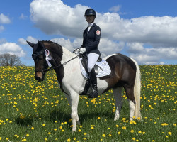 dressage horse Susi 1438 (Pony without race description, 2007)