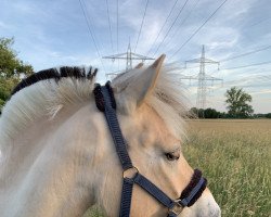 dressage horse Daillon (Fjord Horse, 2015, from Dexter)