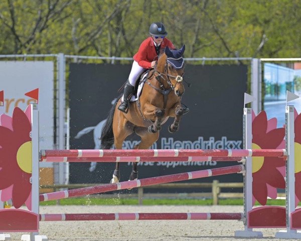 jumper Castillia d'Argilla Z (Zangersheide riding horse, 2014, from Casiro I)