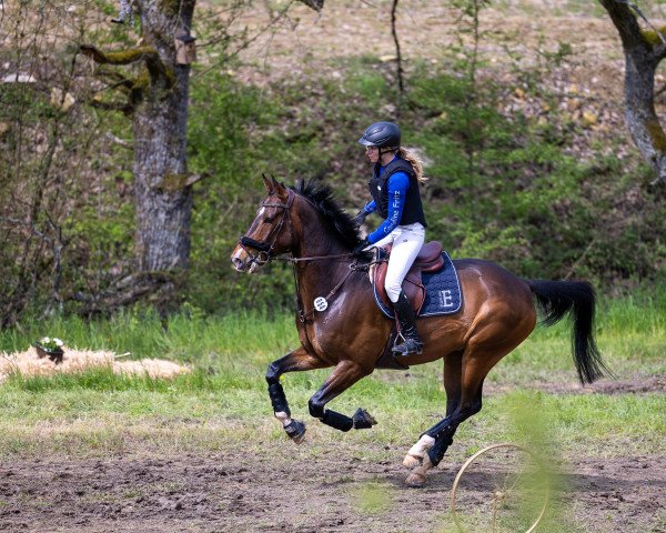 Springpferd Lord of Summer (KWPN (Niederländisches Warmblut), 2016, von Jaguar Mail)