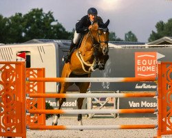 broodmare Nasall D'Argilla Z (Zangersheide riding horse, 2015, from Nabab de Rêve)