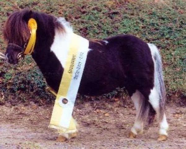 stallion Bacardi Black vom Ellernbrook (Shetland pony (under 87 cm), 2003, from Borax v. Silbersee)