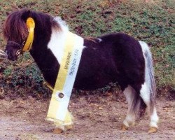 Deckhengst Bacardi Black vom Ellernbrook (Shetland Pony (unter 87 cm), 2003, von Borax v. Silbersee)