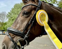 Dressurpferd Baileys Chocolate Kiss (Westfale, 2017, von Belissimo NRW)