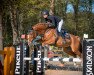 jumper Quentino 50 (Oldenburg show jumper, 2017, from Quasimodo vd Molendreef)