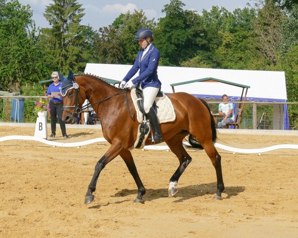 broodmare Sandra 371 (German Warmblood, 2005, from Smetana)