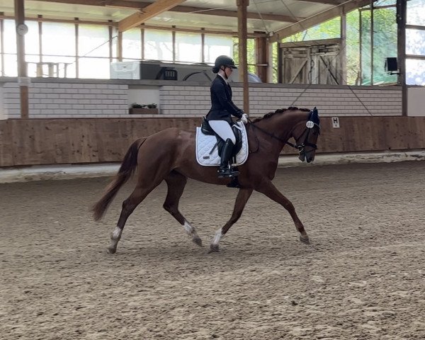 dressage horse Freestyle L (Oldenburg, 2018, from Vitalis)