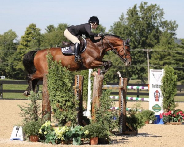 stallion Durrant (KWPN (Royal Dutch Sporthorse), 2008, from Warrant)