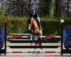 jumper Mister Hay Guy (New Forest Pony, 2012, from Lex)