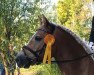 dressage horse Showtime 86 (Haflinger, 2015, from Sternstunde)