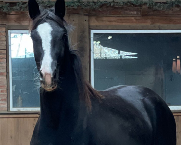 dressage horse Sanssouci (German Sport Horse, 2020, from Sir Donnerhall I)