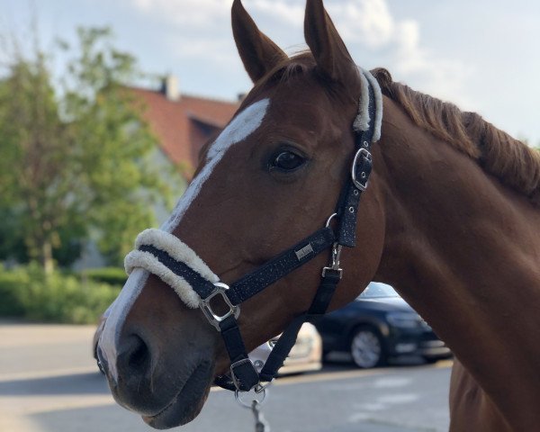 dressage horse Nanook (Oldenburg, 2008)