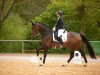 dressage horse Errol Flynn 4 (Oldenburg, 2014, from Escolar)