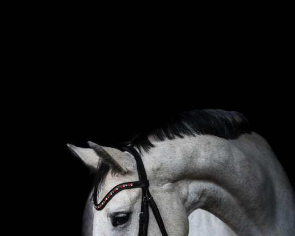 dressage horse Chariten S (Oldenburg show jumper, 2010, from Quincento)
